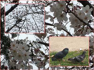 20160330野毛山花見